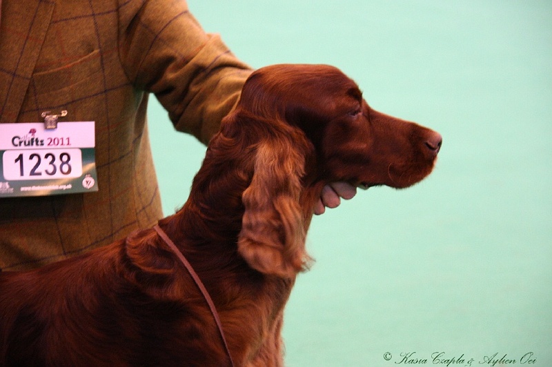 Crufts2011_2 107.jpg